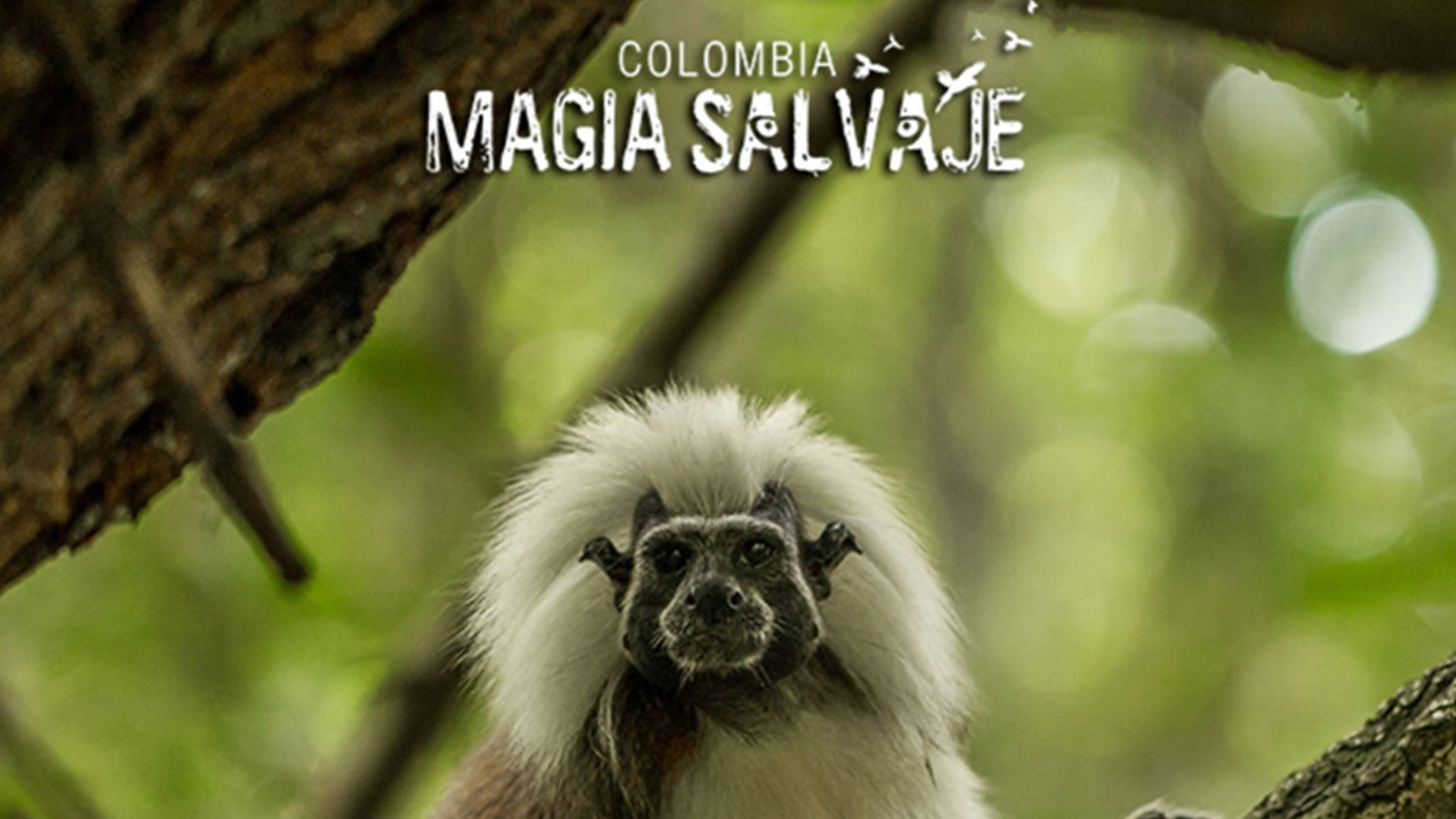 colombia magia salvaje
